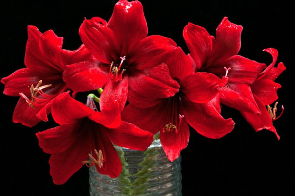 Met wat aandacht en moeite leeft de amaryllis na een tijdje weer helemaal op. Foto: Jeffrey Surianto via Pexels