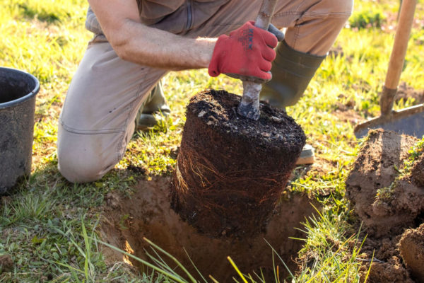 Jarige gemeente geeft 450 bomen weg. Foto: Rheden