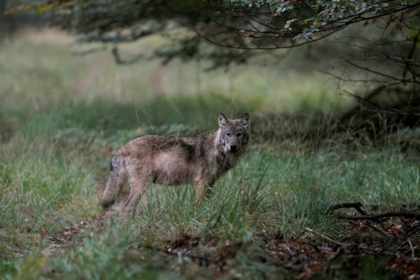 Een wolf op de Veluwe. Foto: ANP