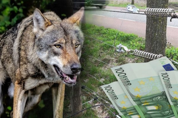 De subsidie om de wolf buiten de deur te houden is bijna op. Foto: Omroep Gelderland
