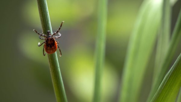 Vooral hondeneigenaren moeten goed opletten voor deze opkomende tekensoort. Foto: Pexels