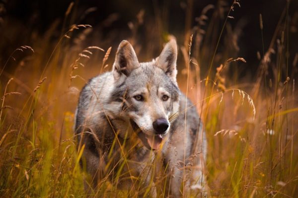 Wolven op de Veluwe Foto: Pixabay