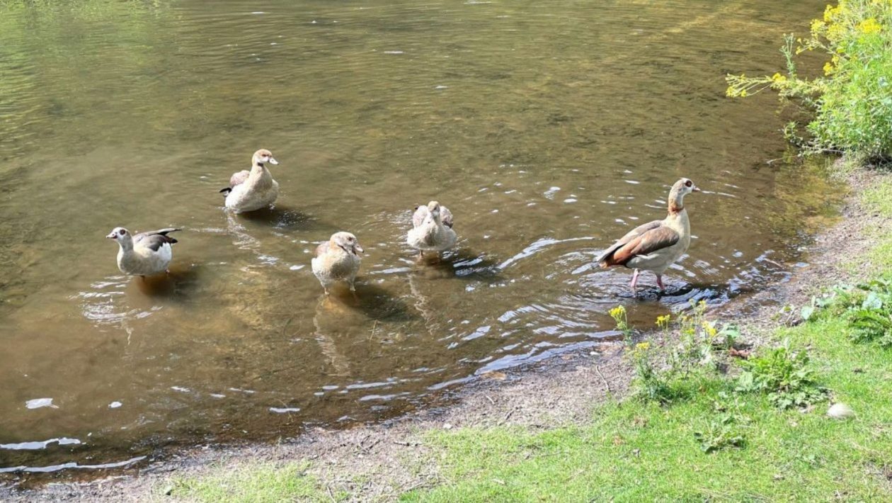 Oekraïense man redt babygans in het park. Foto: Martin Slijper