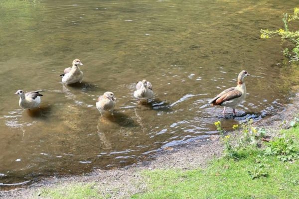 Oekraïense man redt babygans in het park. Foto: Martin Slijper