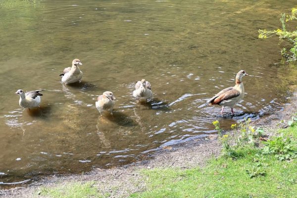 Oekraïense man red babygans in het park Foto: Martin Slijper