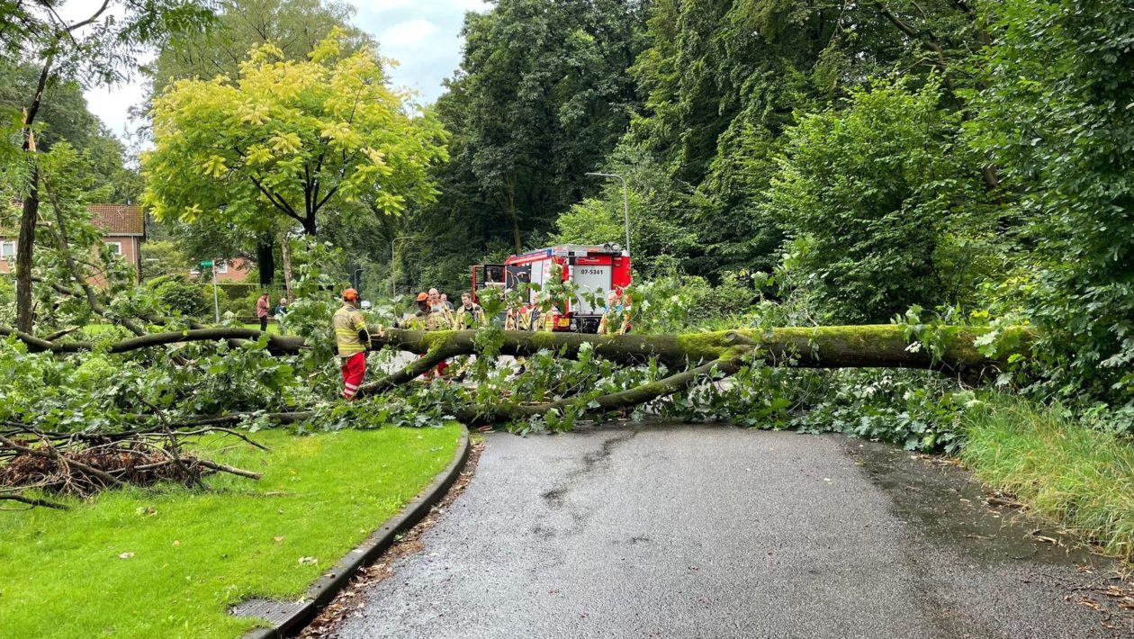 Buurtbewoner ontkomt maar net aan vallende eik Foto: Martin Slijper