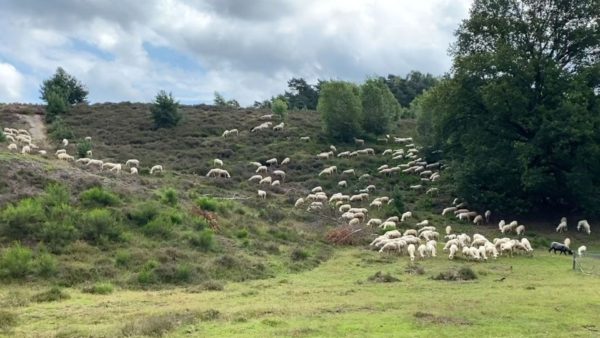 Schapen op de hei Foto: Studio Rheden