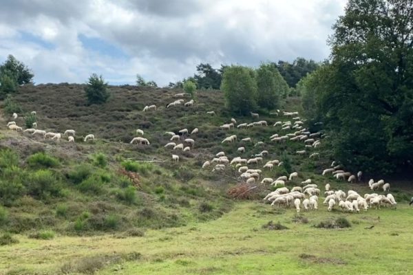 Schapen op de hei Foto: Studio Rheden