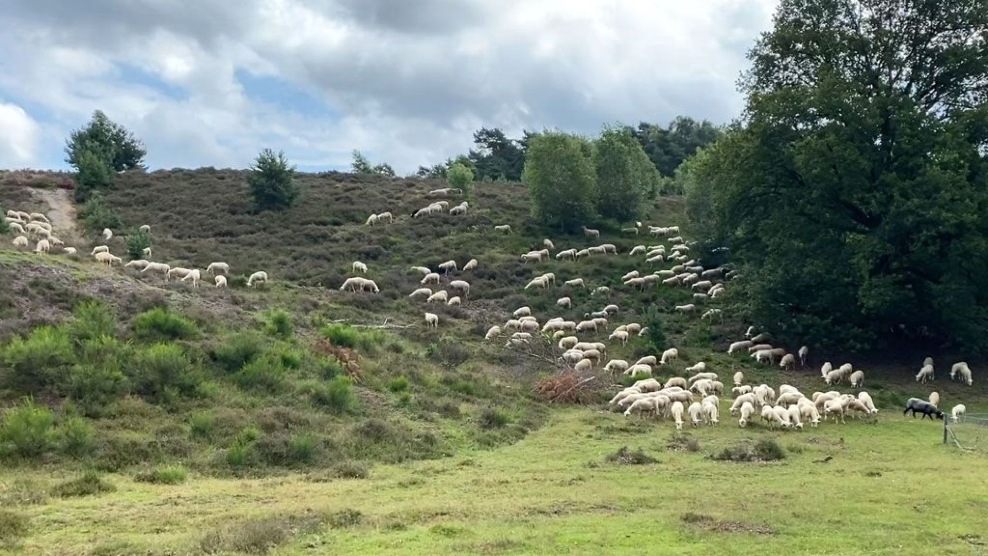 Een dag op pad met de herder en de schapen in Rheden