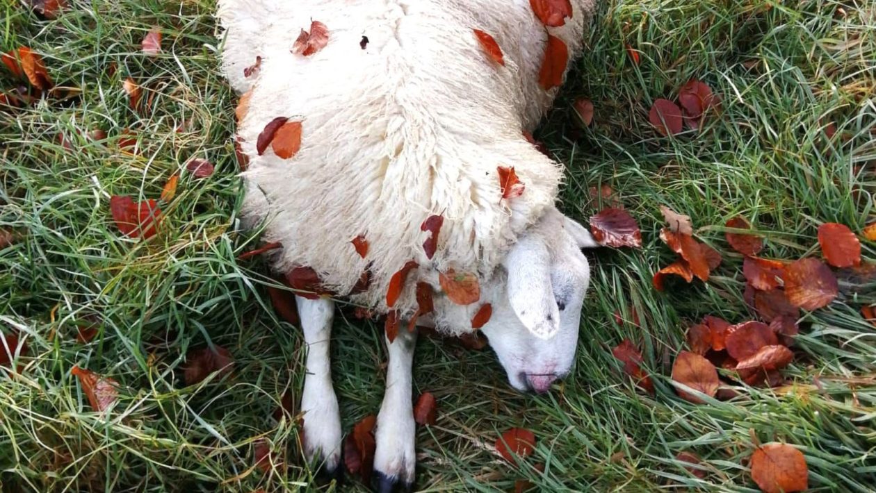 Wolf vermoedelijk verantwoordelijk voor dode schapen in De Steeg Foto: Middachten in De Steeg