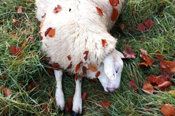 Wolf vermoedelijk verantwoordelijk voor dode schapen in De Steeg Foto: Middachten in De Steeg