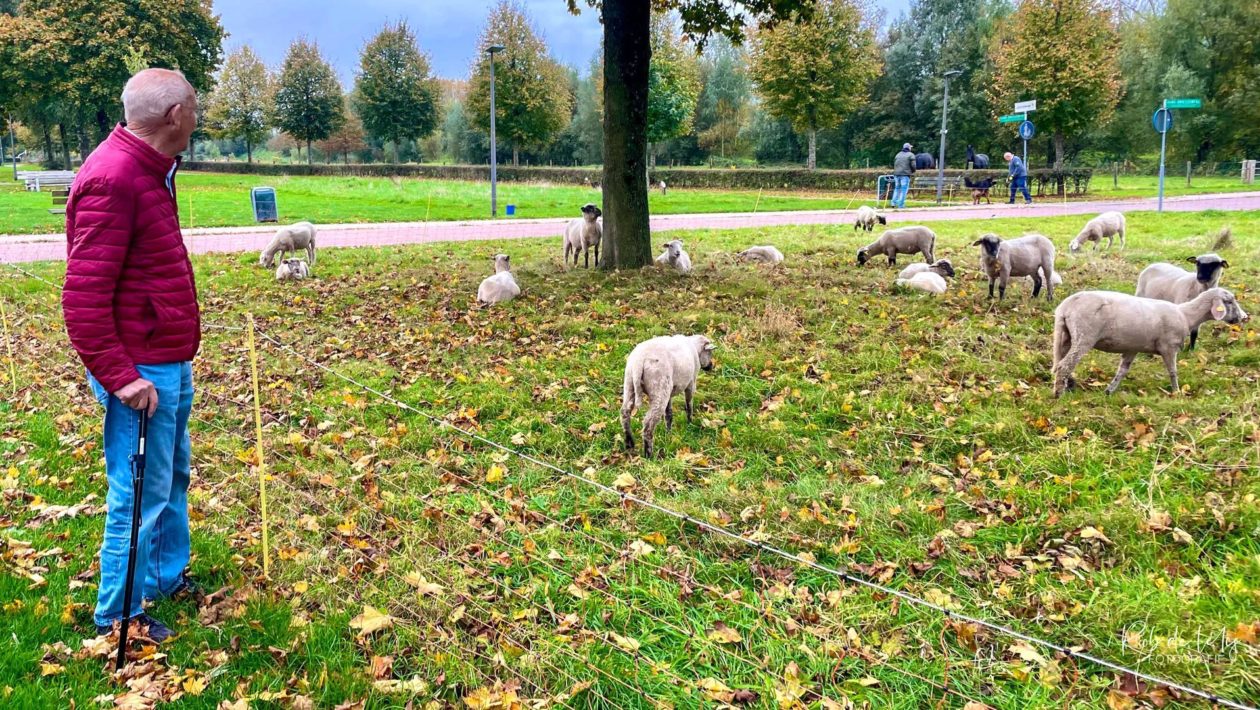 Rhedense dorpen onderhouden door grazende schapen Foto: Rob De Lelij