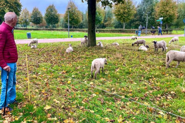 Rhedense dorpen onderhouden door grazende schapen Foto: Rob De Lelij