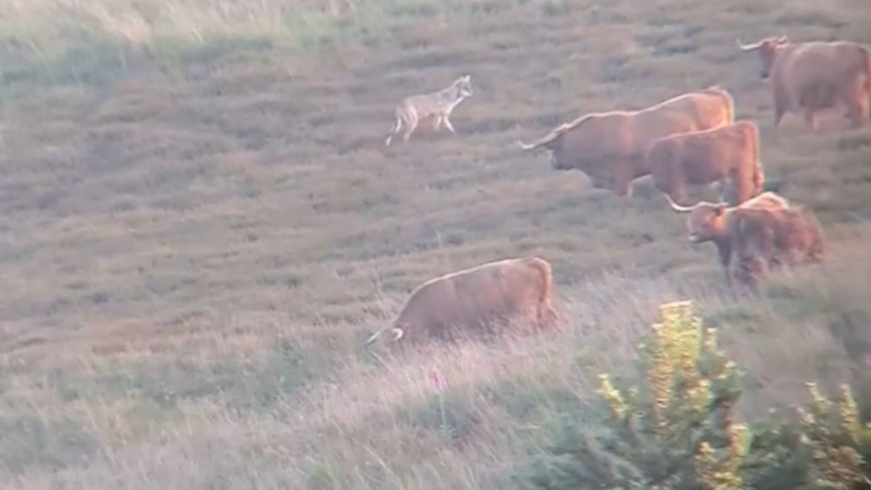 Wolf onderzoekt kudde met Schotse hooglanders. ©Kayo de Gruijter Foto: Omroep Gelderland