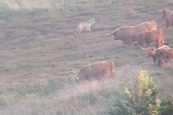 Wolf onderzoekt kudde met Schotse hooglanders. ©Kayo de Gruijter Foto: Omroep Gelderland