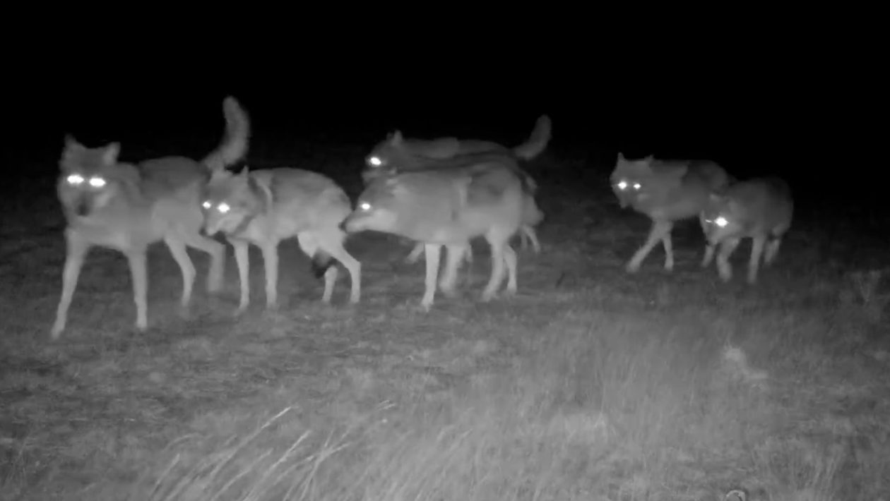 De jonge wolven zonder hun ouders. Foto: Natuurmonumenten