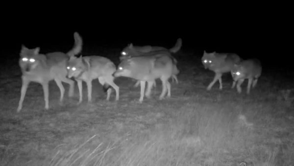 De jonge wolven zonder hun ouders. Foto: Natuurmonumenten