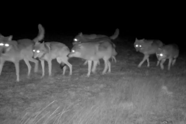 De jonge wolven zonder hun ouders. Foto: Natuurmonumenten