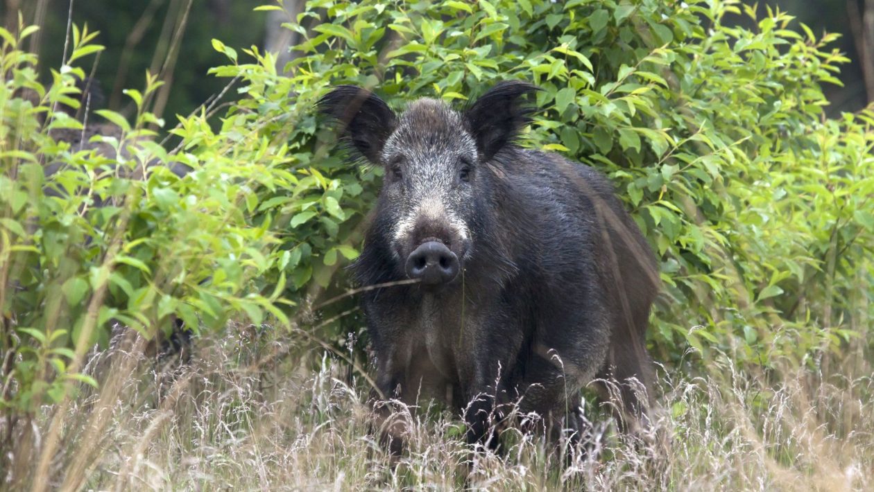 Wild zwijn Foto: Natuurmonumenten