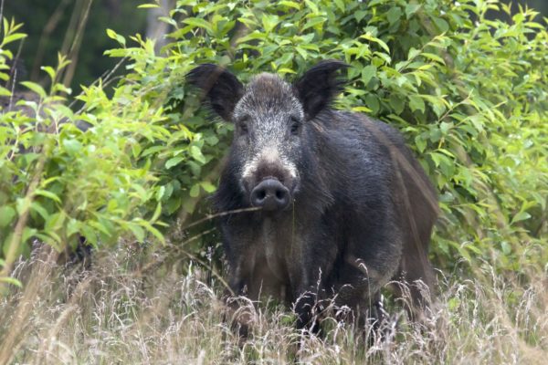 Wild zwijn Foto: Natuurmonumenten