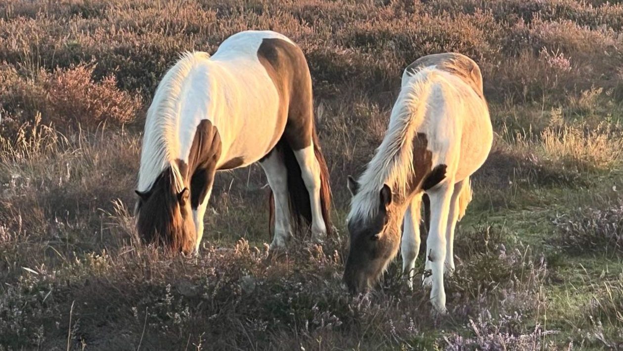 IJslandse paarden Foto: Studio Rheden