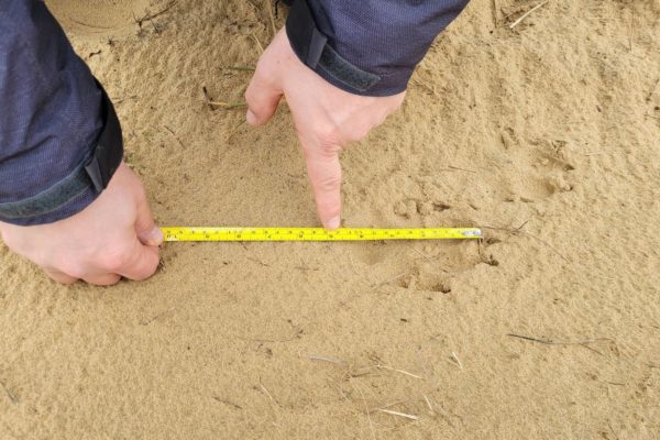 Een wolvenspoor wordt opgemeten. Foto: Omroep Gelderland