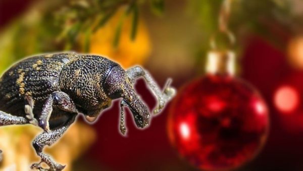 De dennensnuitkever kan opduiken in je kerstboom. Foto: Wikimedia Commons - Theo Crazzolara