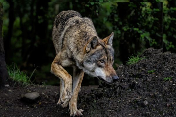 Afbeelding Wolf ter illustratie Foto: Pixabay