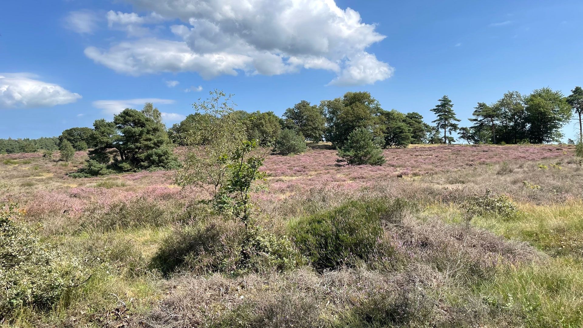 Geërfden van Velp organiseren heideschouw op Rozendaalse Veld