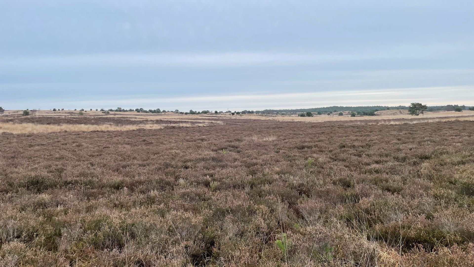 Voorjaarswandeling door droog en zeldzaam natuurgebied