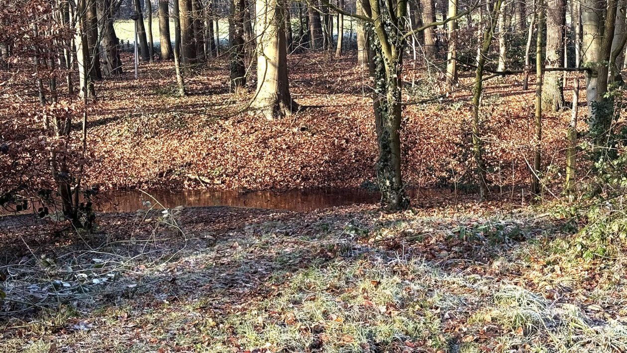 Beekje in het bos Foto: Martin Slijper