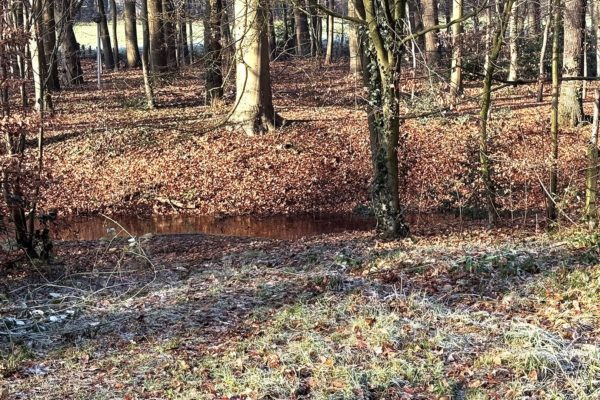 Beekje in het bos Foto: Martin Slijper