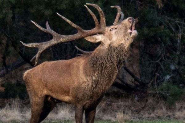 Bronstige hert Foto: IVN Oost-Veluwezoom