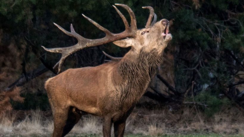 Bronstige hert Foto: IVN Oost-Veluwezoom