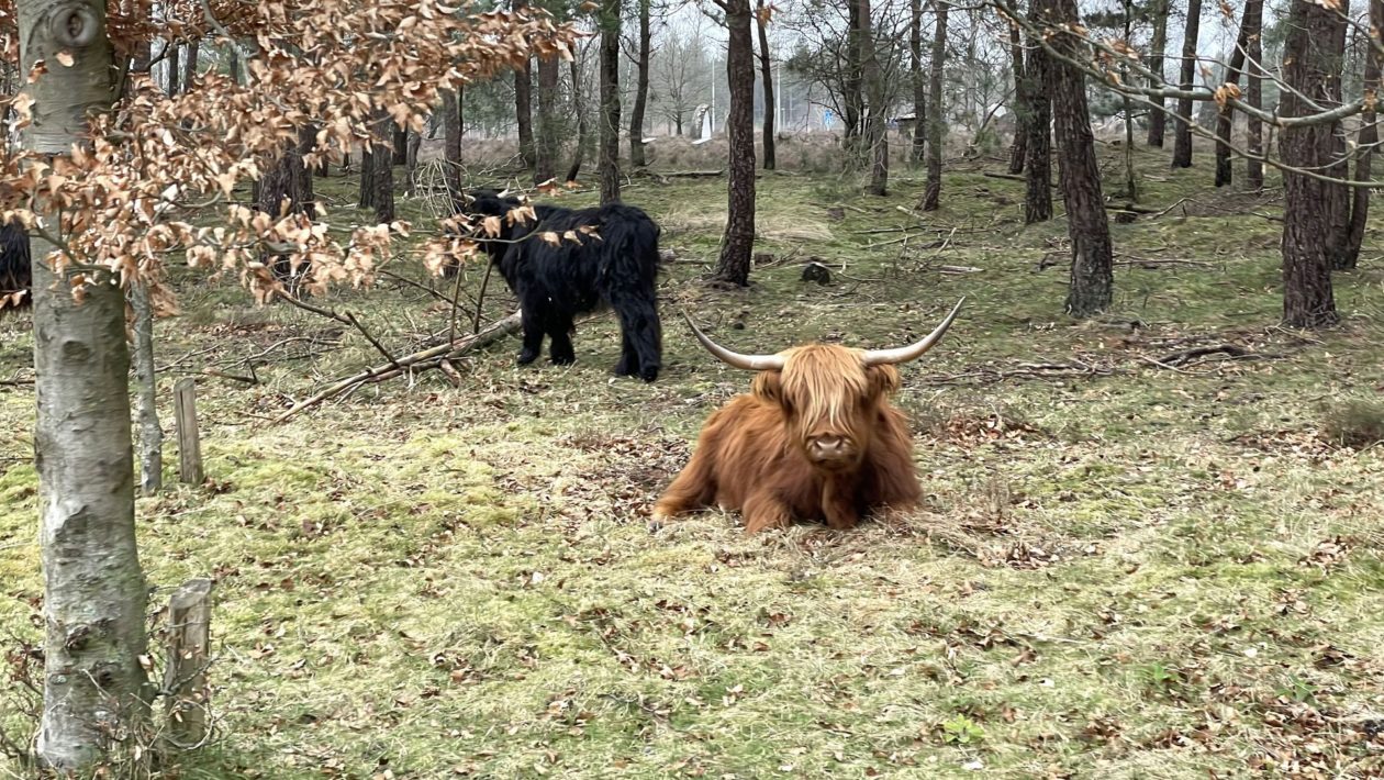Schotse hooglanders op de Veluwe Foto: Martin Slijper