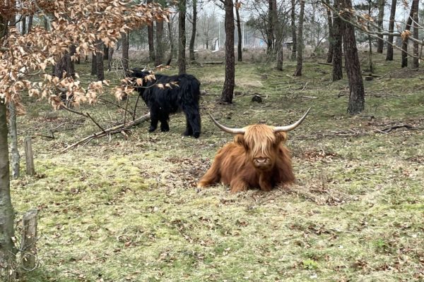 Schotse hooglanders op de Veluwe Foto: Martin Slijper
