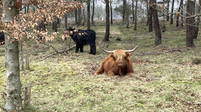 Schotse hooglanders op de Veluwe Foto: Martin Slijper