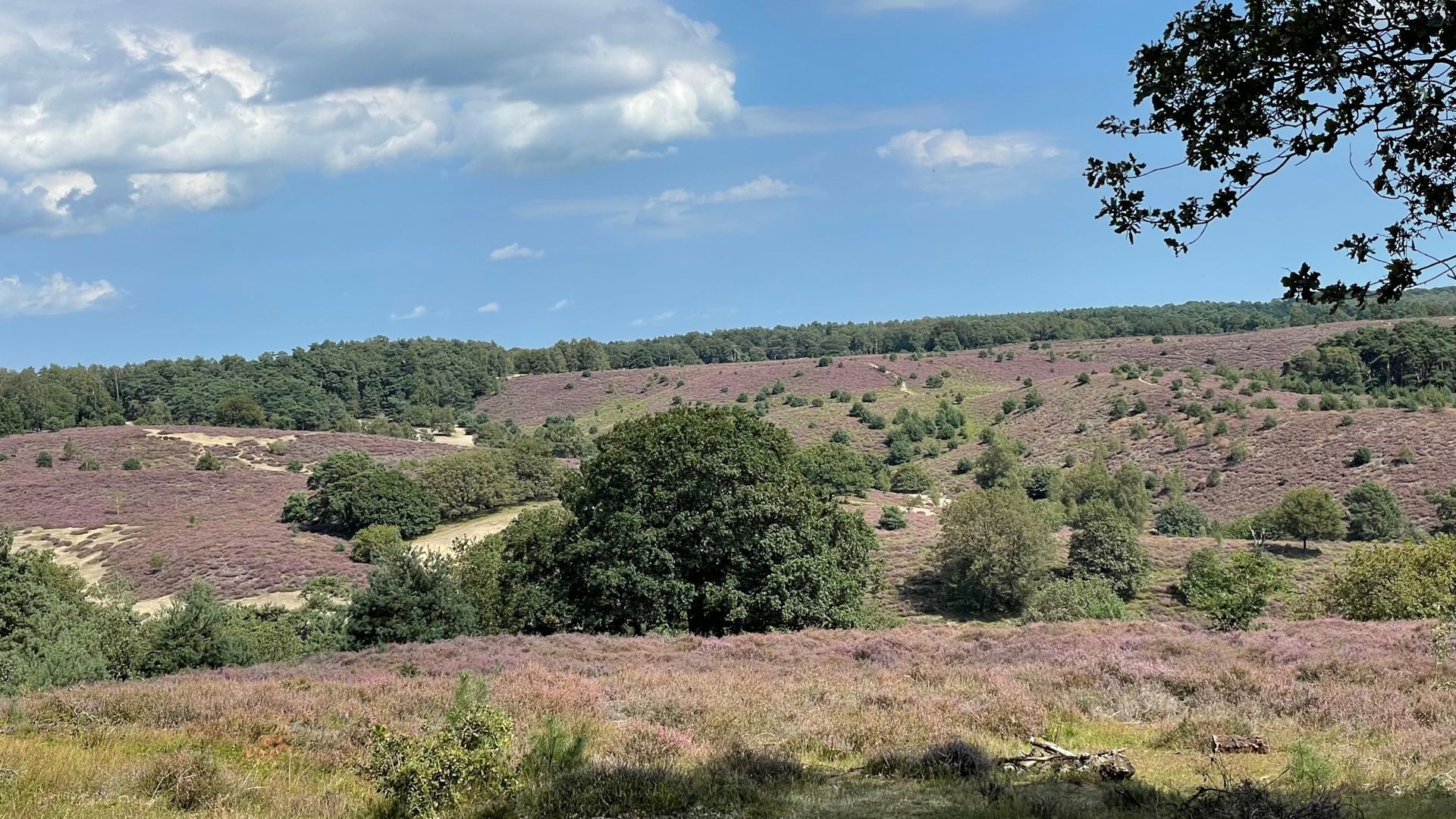 Geërfden Velp organiseren weer Heidewerkdag