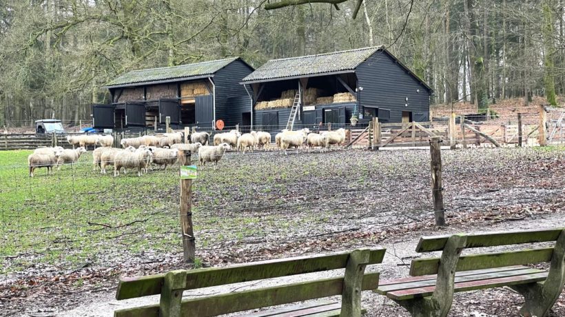 Lammetjes bij Rhedense Schaapskudde Rheden Foto: Martin Slijper