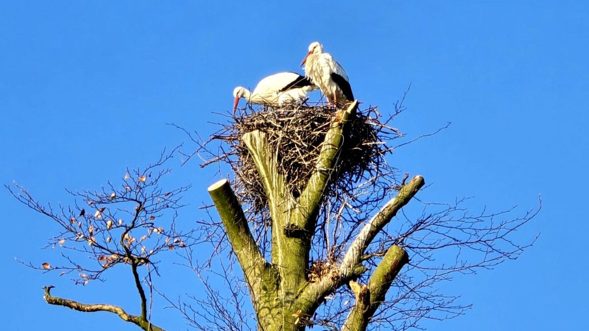Ooievaars bouwen nest in pas gesnoeide bomen