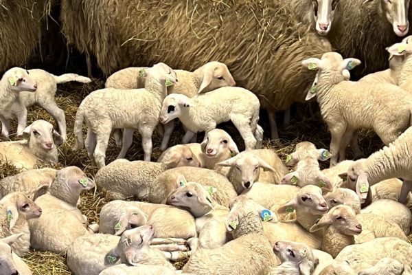 Eerste lammetje in Rheden Foto: Studio Rheden