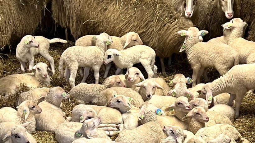 Eerste lammetje in Rheden Foto: Studio Rheden