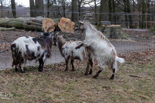 112 lammetjes geboren in de schaapskooi Foto: Rob De Lelij