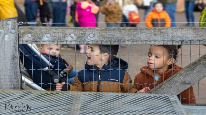 112 lammetjes geboren in Rheden Foto: Rob De Lelij
