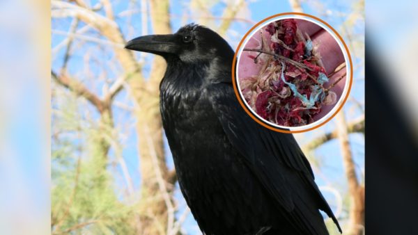 Het plastic dat de raven uitbraken. Foto: CC / Ruben Vermeer