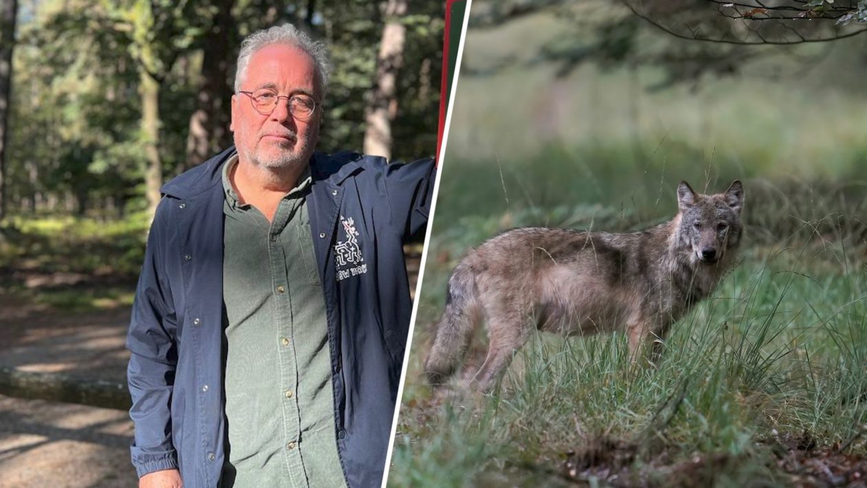 Niko Koffeman en een wolf Foto: Omroep Gelderland