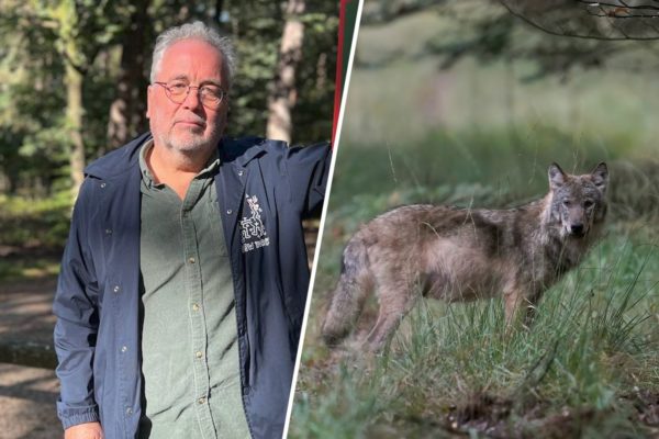 Niko Koffeman en een wolf Foto: Omroep Gelderland