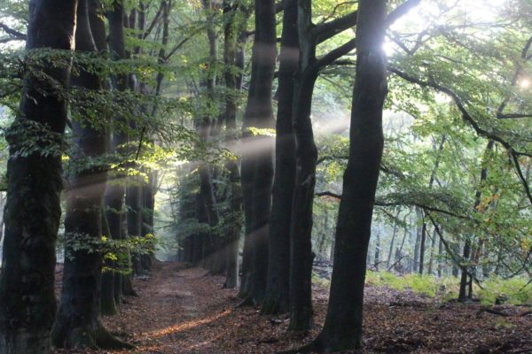 Bos Foto: Natuurmonumenten