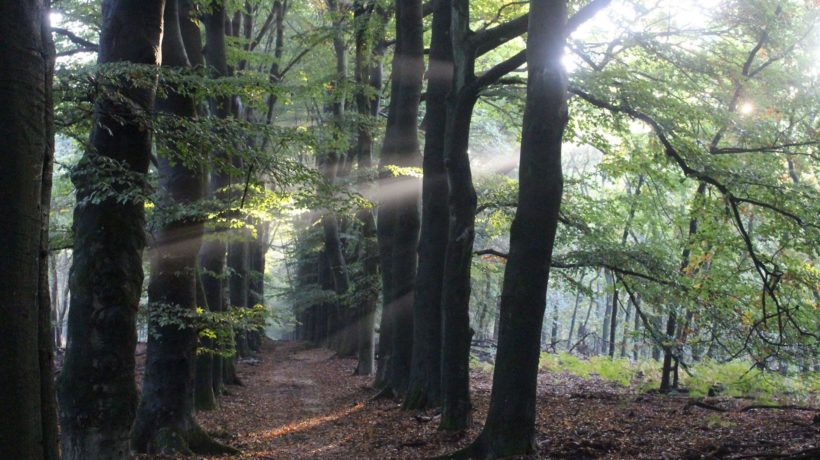 Bos Foto: Natuurmonumenten