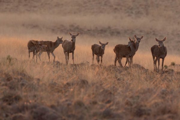 Herten Foto: Natuurmonumenten Chris Wolters